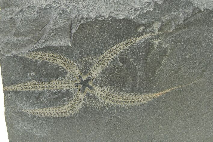 Ordovician Brittle Star (Ophiura) - Morocco #327192